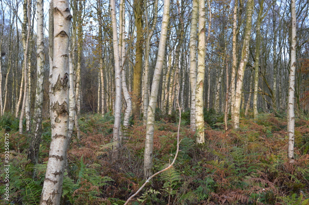 Fototapeta premium Beautiful birch trees on a Frosty November day at Bishop's Wood, Magus Muir, St Andrews, Fife, Scotland
