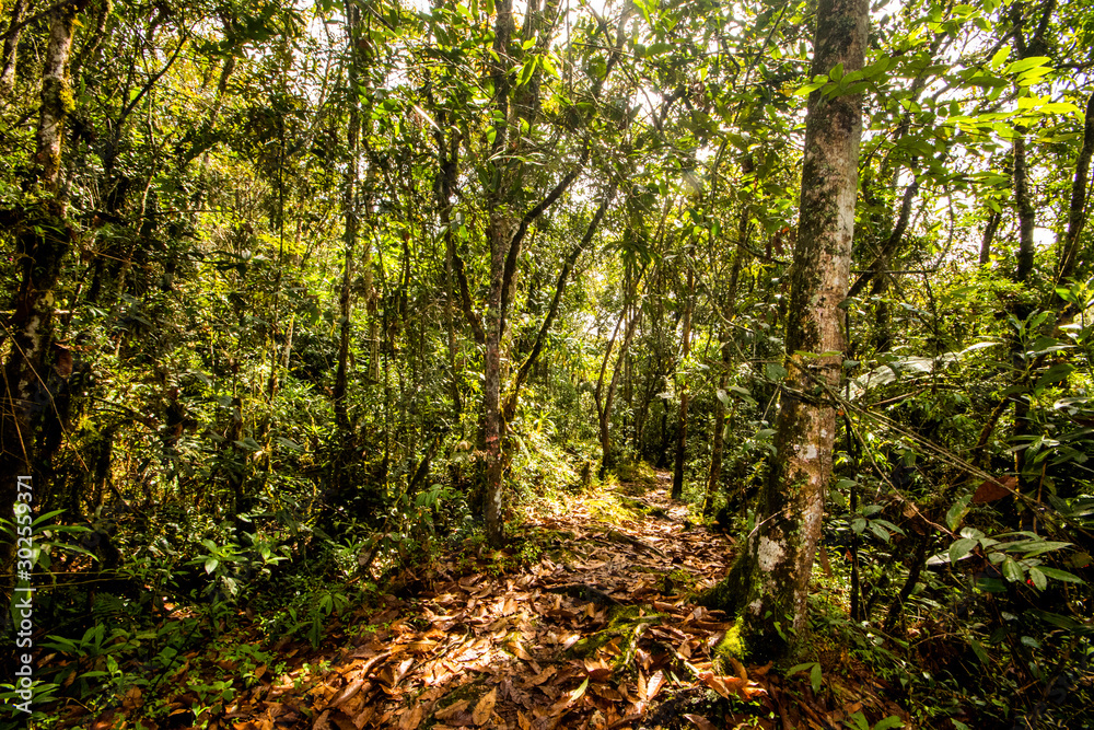 forests of Parque Arvi (Arví) in Medellin, Colombia forests of Parque Arvi (Arví) in Medellin, Colombia