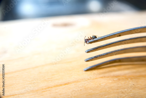 little ant on a fork