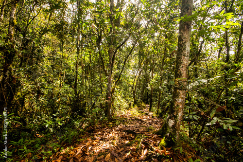 forests of Parque Arvi (Arví) in Medellin, Colombia