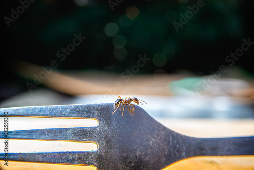 little ant on a fork