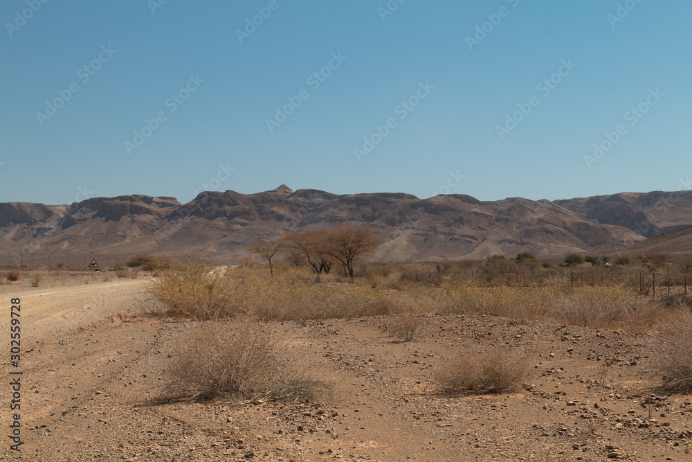 Shrubland in the namib desert, Namibia, Africa
