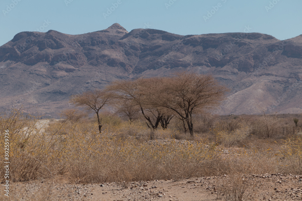 Shrubland in the namib desert, Namibia, Africa Shrubland in the namib desert, Namibia, Africa