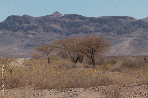 Shrubland in the namib desert, Namibia, Africa