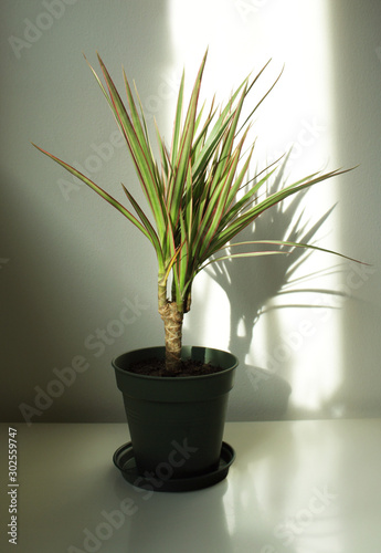 Dracaena Marginata Plant