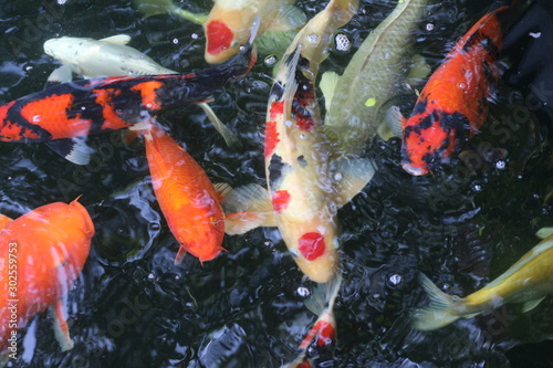 Blur picture of carp fishes swims under water surface.top view
