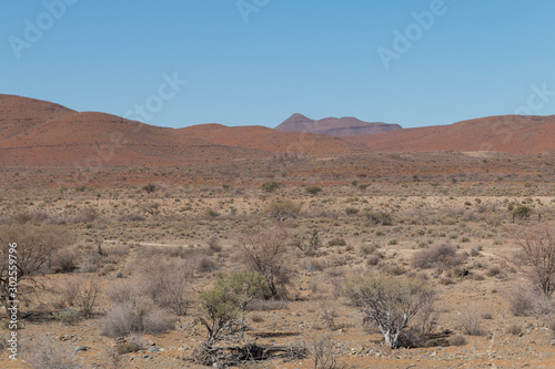 Shrubland in the namib desert, Namibia, Africa