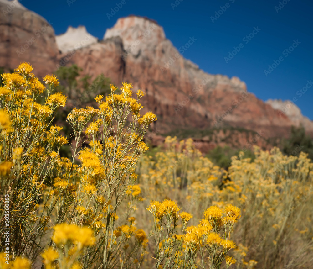 Obraz premium Zion National Park, Autumn Colors, Hiking in Zion, Camping in Zion