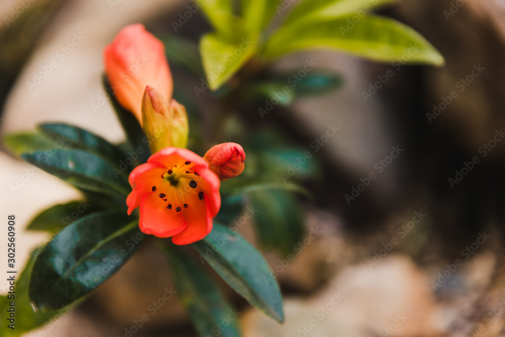 close-up of orange vireya rhododendron flower buds about to bloom close-up of orange vireya rhododendron flower buds about to bloom