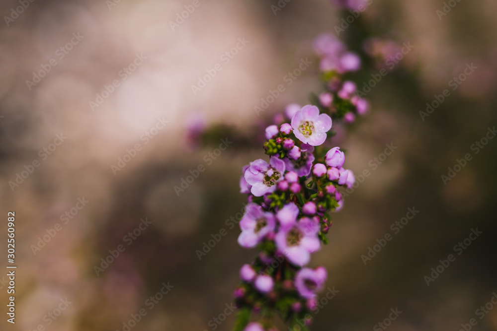 native Australian tea tree in bloom with pink flowers native Australian tea tree in bloom with pink flowers