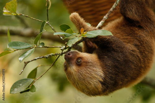 Photography sloths (sloth) of an animal rescue center feed on a tree