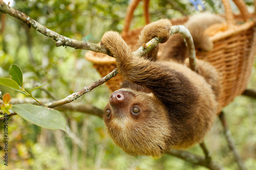 Obraz na plátně sloths (sloth) of an animal rescue center feed on a tree