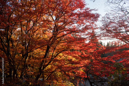 福島の紅葉