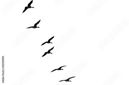 Flock of Flying Geese Silhouetted on a White Background