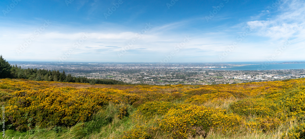 Stunning view of Dublin city and port from Ticknock, 3rock, Wicklow mountains. Yellow and green plants in foreground