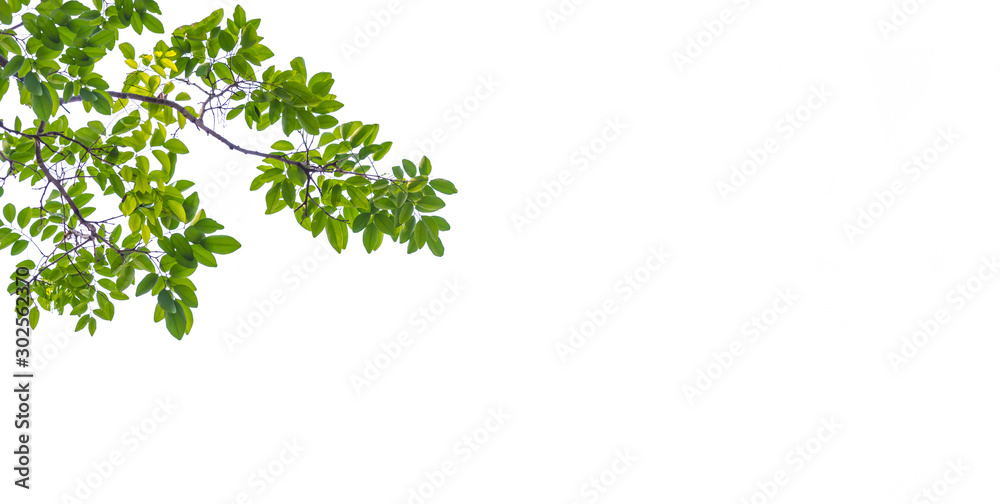 Green leaves isolated on white as an ornate panoramic nature border Green leaves isolated on white as an ornate panoramic nature border