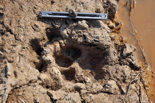 Double trail of the Amur tiger in raw clay. For scale lies an open multitool photo