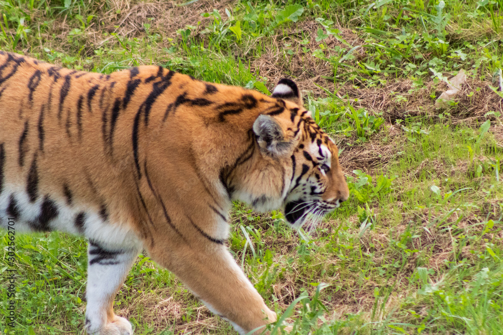 Fototapeta premium bengal tiger resting in a green meadow
