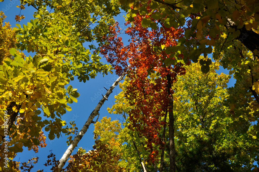 Red and yellow foliage of trees against a bright blue sky