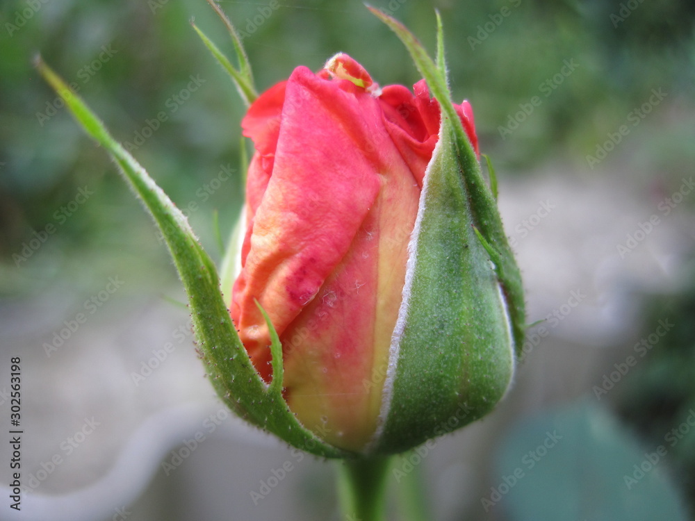 a sweet and tender pink bud of the rose just ready to burst a sweet and tender pink bud of the rose just ready to burst