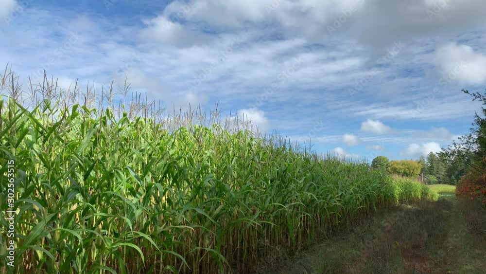 Corn field in autumn Corn field in autumn