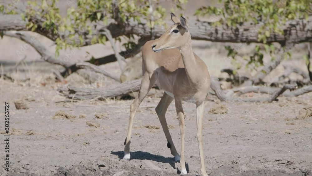 African deer drinking from waterhole in the wilds of Africa African deer drinking from waterhole in the wilds of Africa