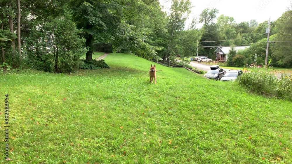 German shepherd dog playing and relaxing German shepherd dog playing and relaxing