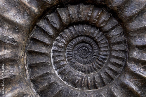 ammonit close-up textur