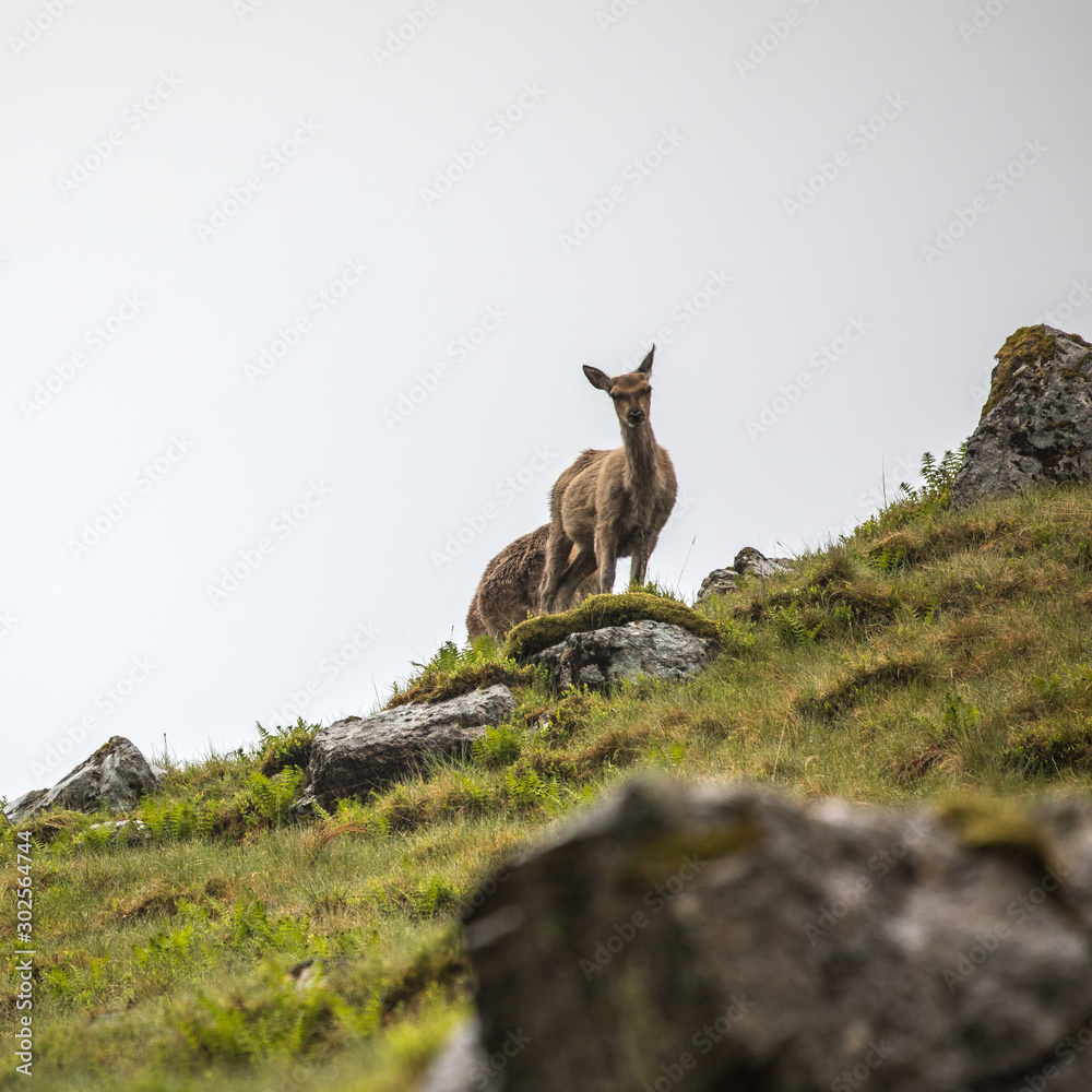 Herd of young wild deer in Scottish mountains in rainy evening. Herd of young wild deer in Scottish mountains in rainy evening.