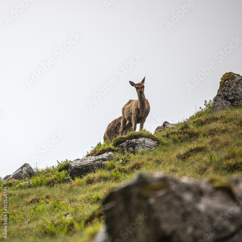 Herd of young wild deer in Scottish mountains in rainy evening.