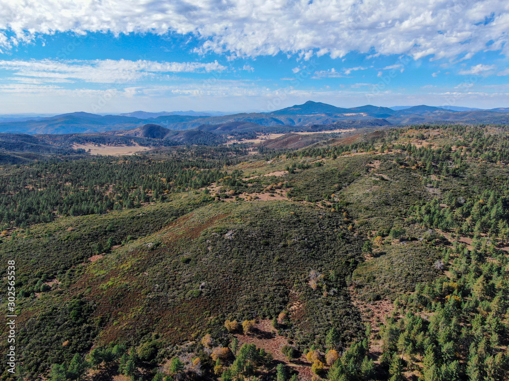 Aerial view of pine in Pine Valley during dry fall season, San Diego Country, California, USA