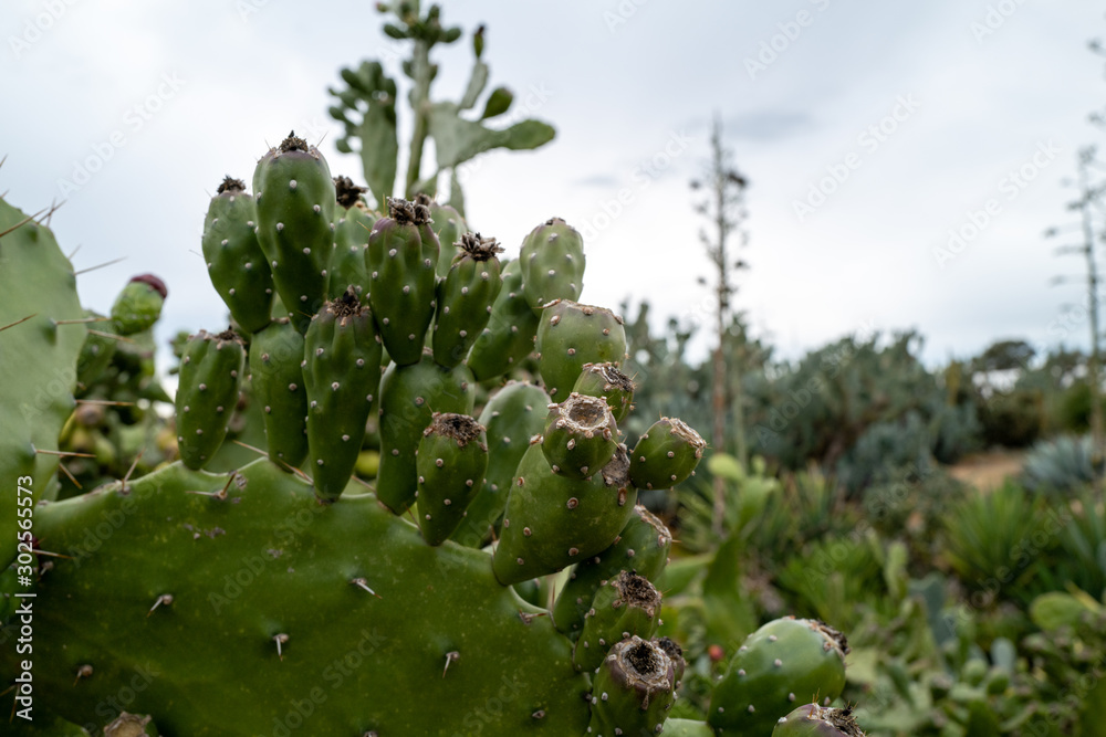 Large Cacti Garden Large Cacti Garden