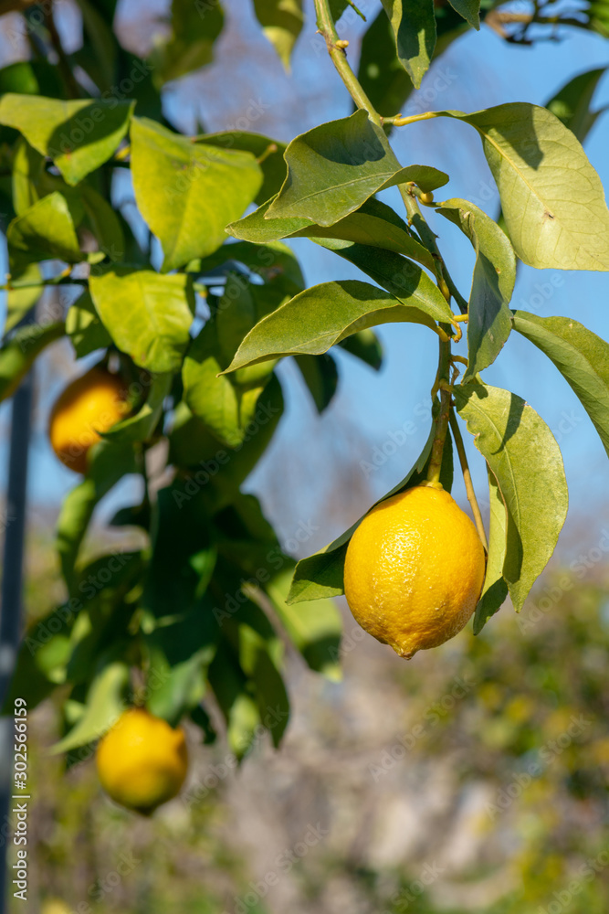 木に生るレモン