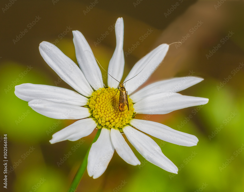 Obraz premium Langfühler