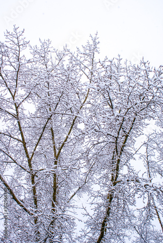 Lacy tree branches covered with white snow. snow-covered trees on a winter day. white winter. monochrome landscape with trees in the snow.