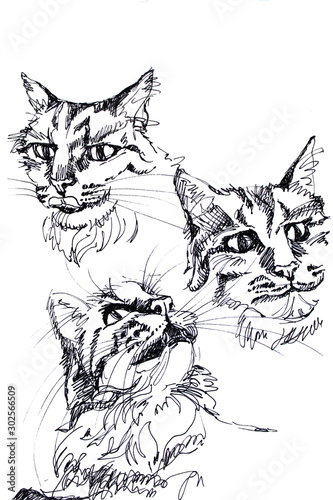 Sketch of cats hand-drawn black pen