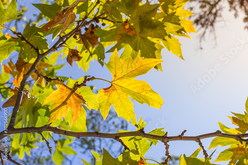 Yellowing autumn maple leaves against the blue sky.
