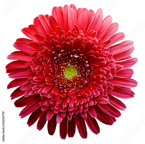 Photo gerbera flower red