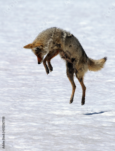 leapin coyote