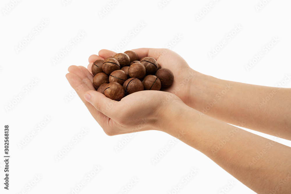 macadamia in hand with white background macadamia in hand with white background