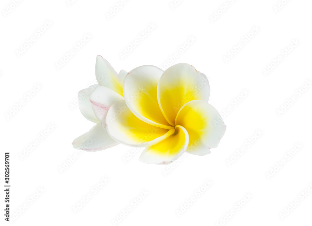 Naklejka premium Frangipani flower isolated on white