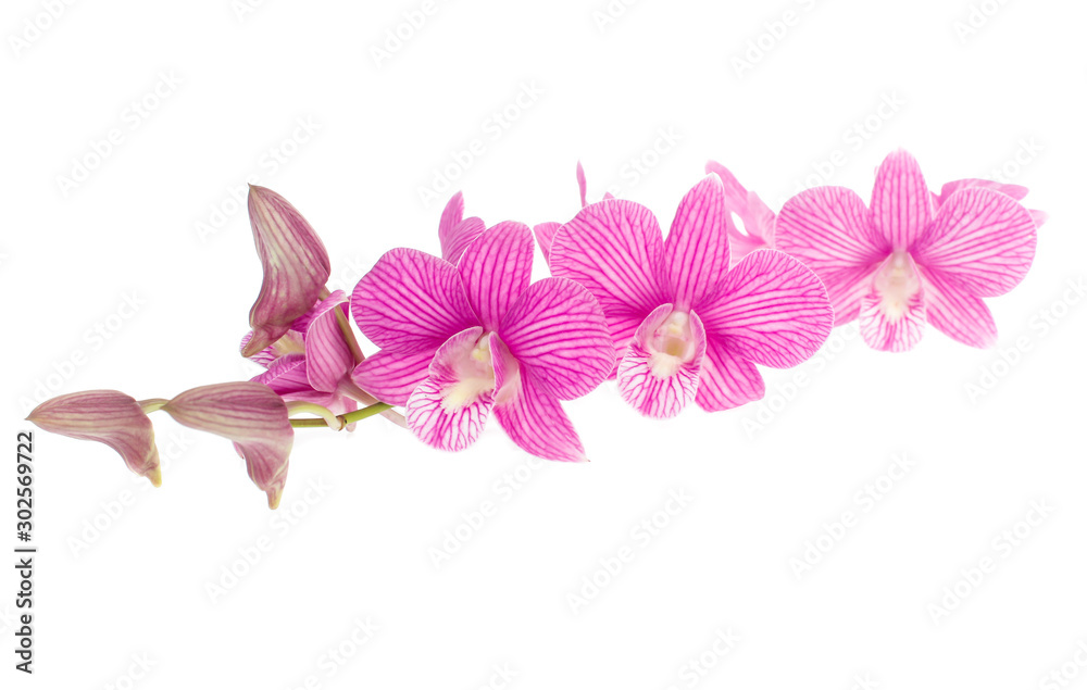 Obraz premium pink orchid flowers isolated on white background