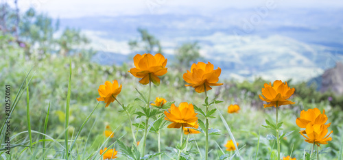 Orange flowers in the open air in the mountains of Kolyvan. Lights grow in a clearing in the mountains. Altai landscape with orange lights.