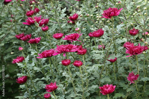 Flower in the garden in Japan