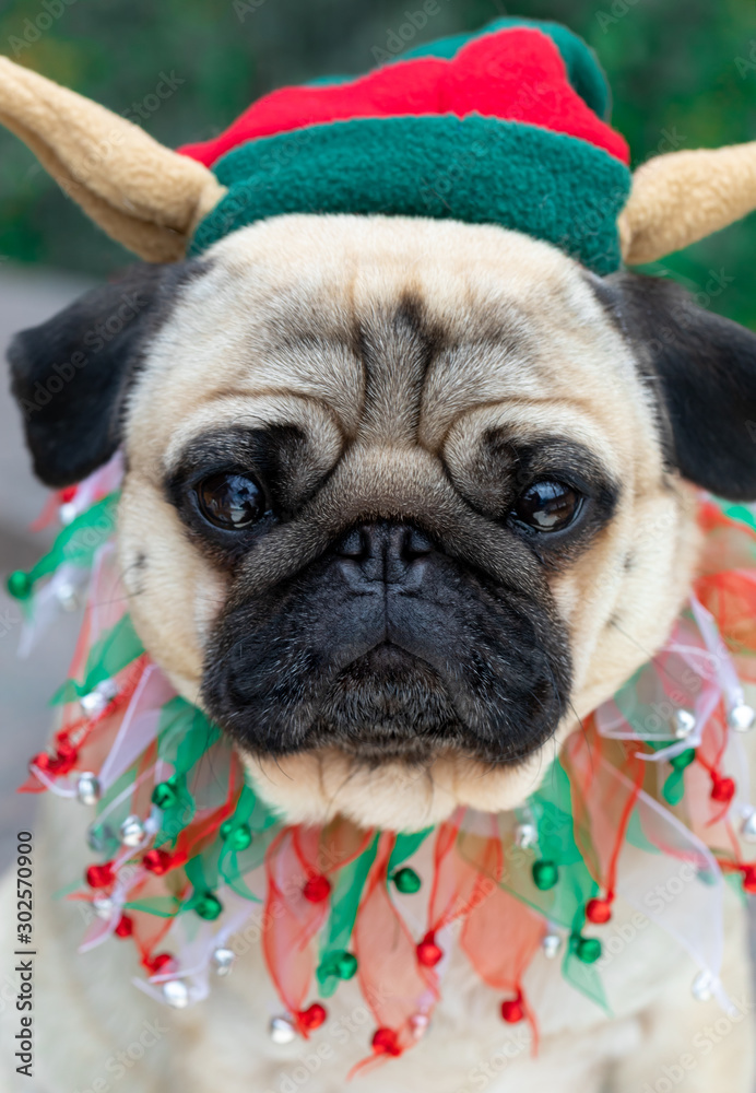 Portrait of cute pug dog dressed as Christmas elf
