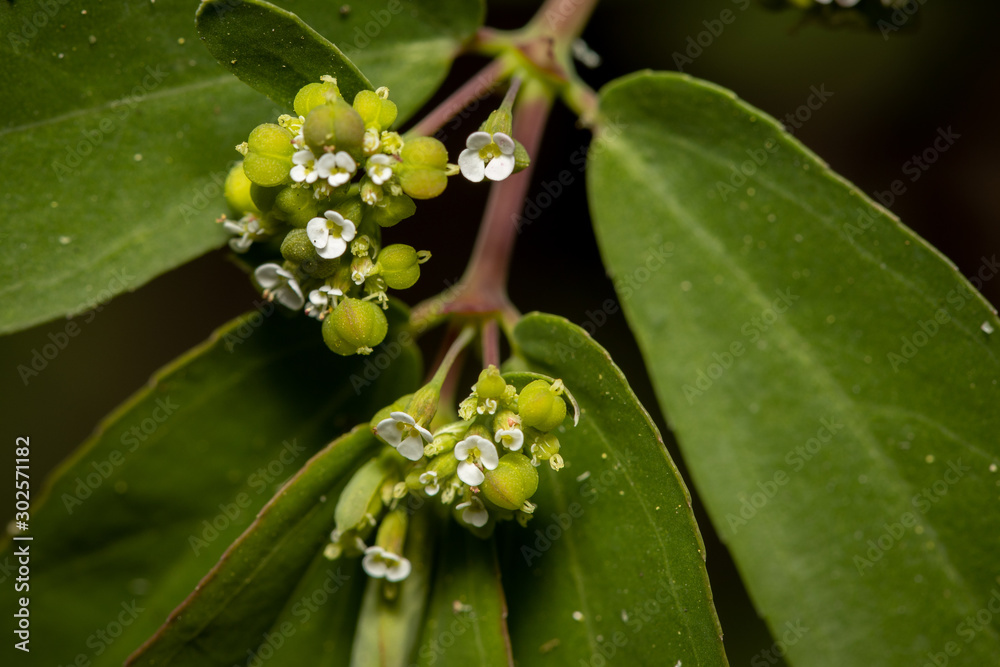 Obraz premium Tiney flowers