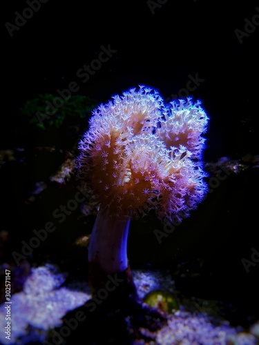 Elegant umbrella leather sarcophyton coral