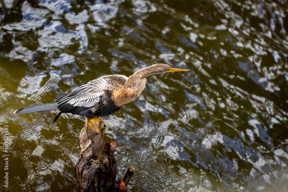Fototapeta premium Anhinga hunting