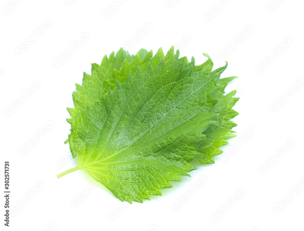sesame leaves or perilla leaf isolated on white background sesame leaves or perilla leaf isolated on white background