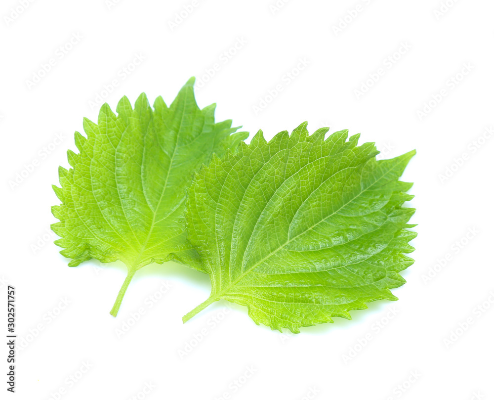 sesame leaves or perilla leaf isolated on white background sesame leaves or perilla leaf isolated on white background